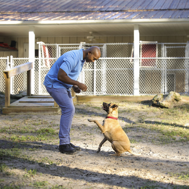 Wysiwash Sanitizer-V: Sanitize & Deodorize Dog Kennels